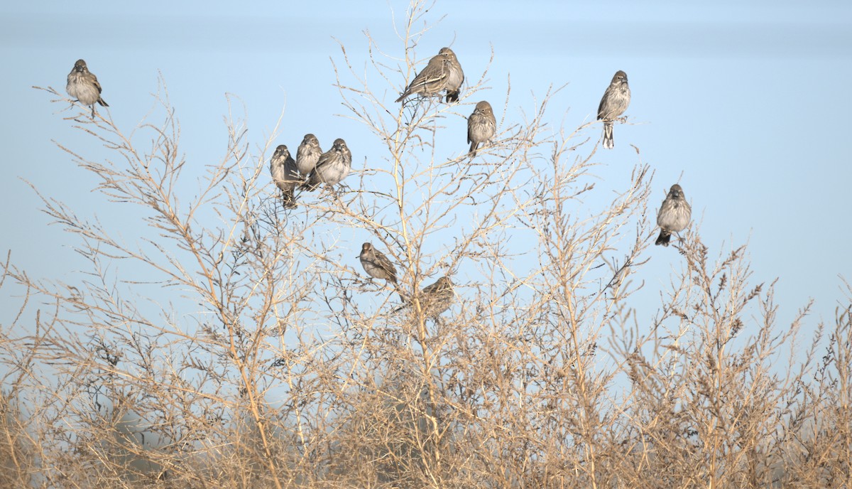 カタジロクロシトド - ML647371166