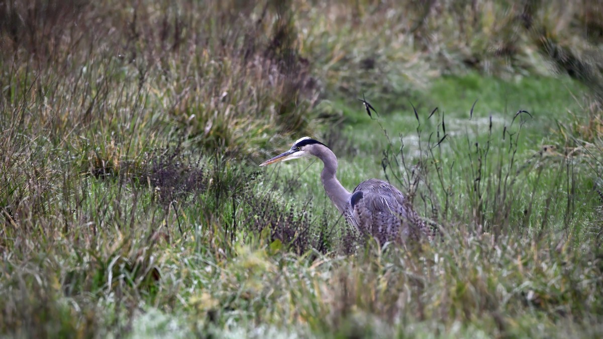 オオアオサギ - ML647371168