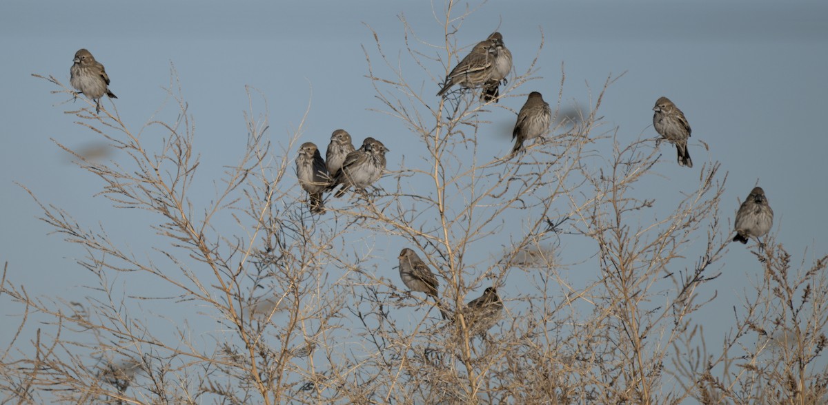 カタジロクロシトド - ML647371170