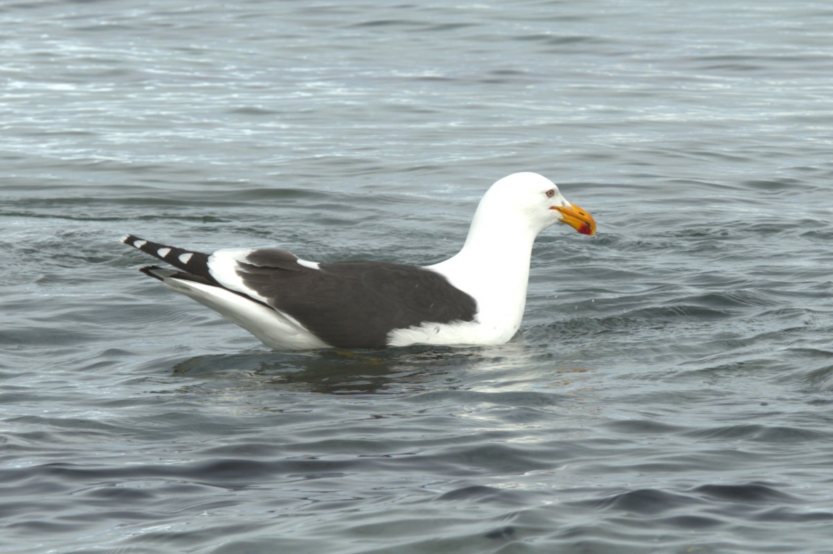 Kelp Gull - ML647371171