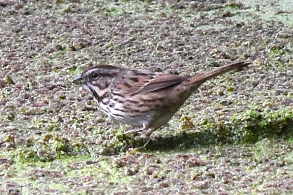 Song Sparrow - ML647371173