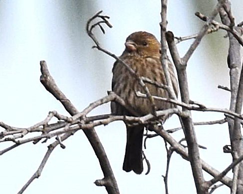 Song Sparrow - ML647371174