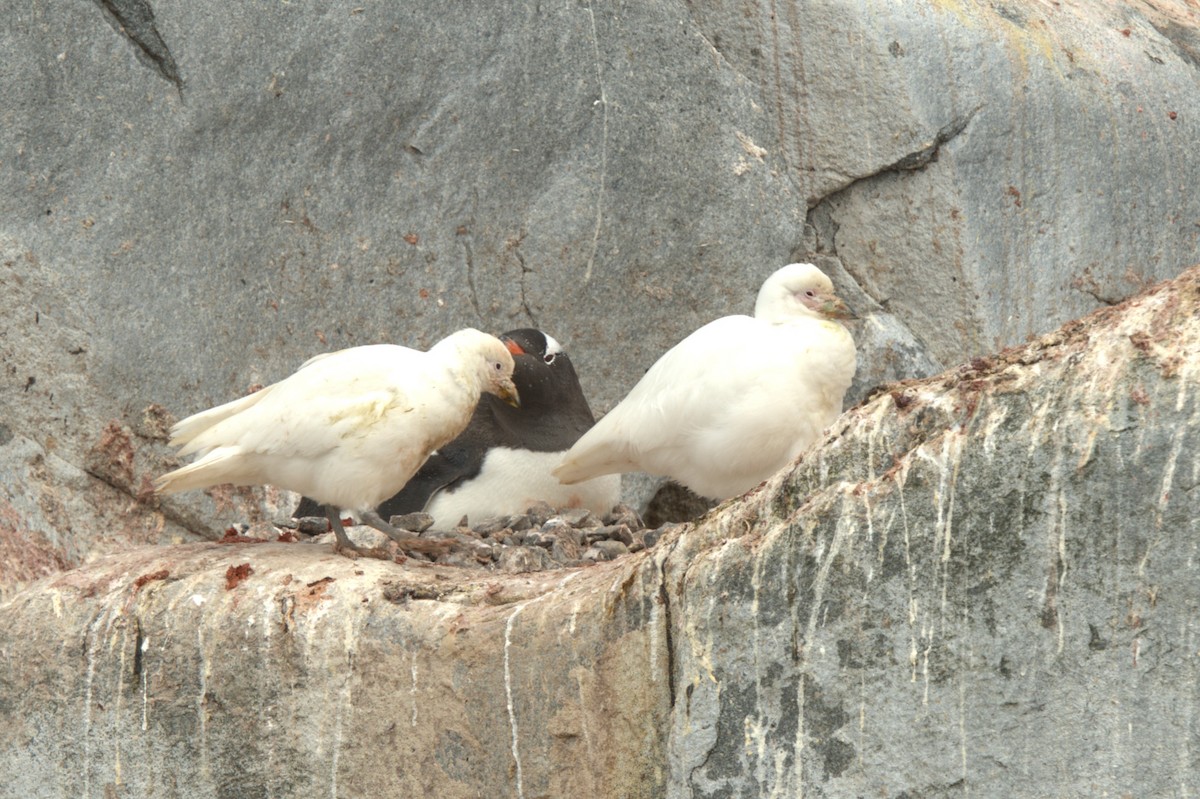 Snowy Sheathbill - ML647371175
