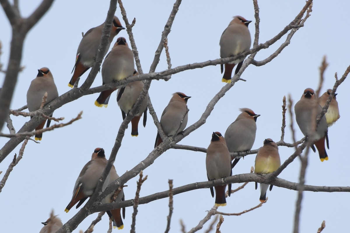 Ampelis Europeo - ML647371176