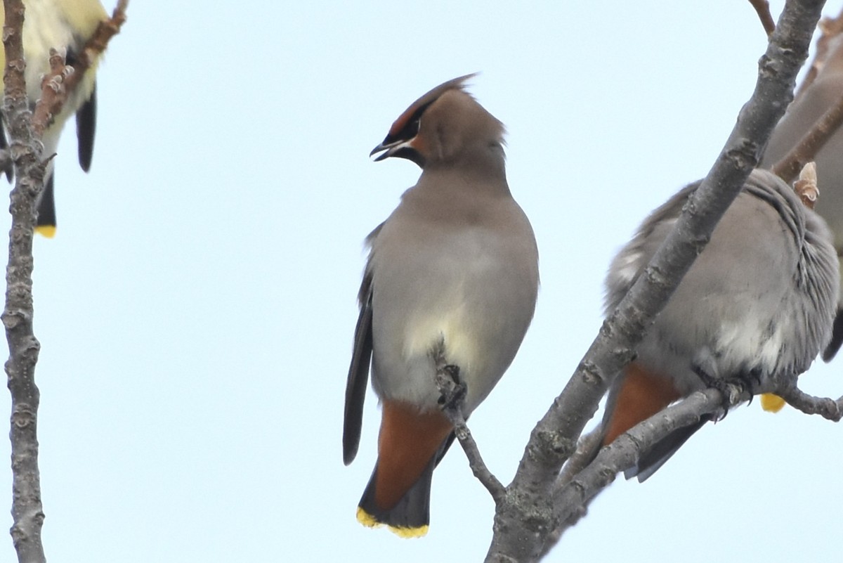 Ampelis Europeo - ML647371187