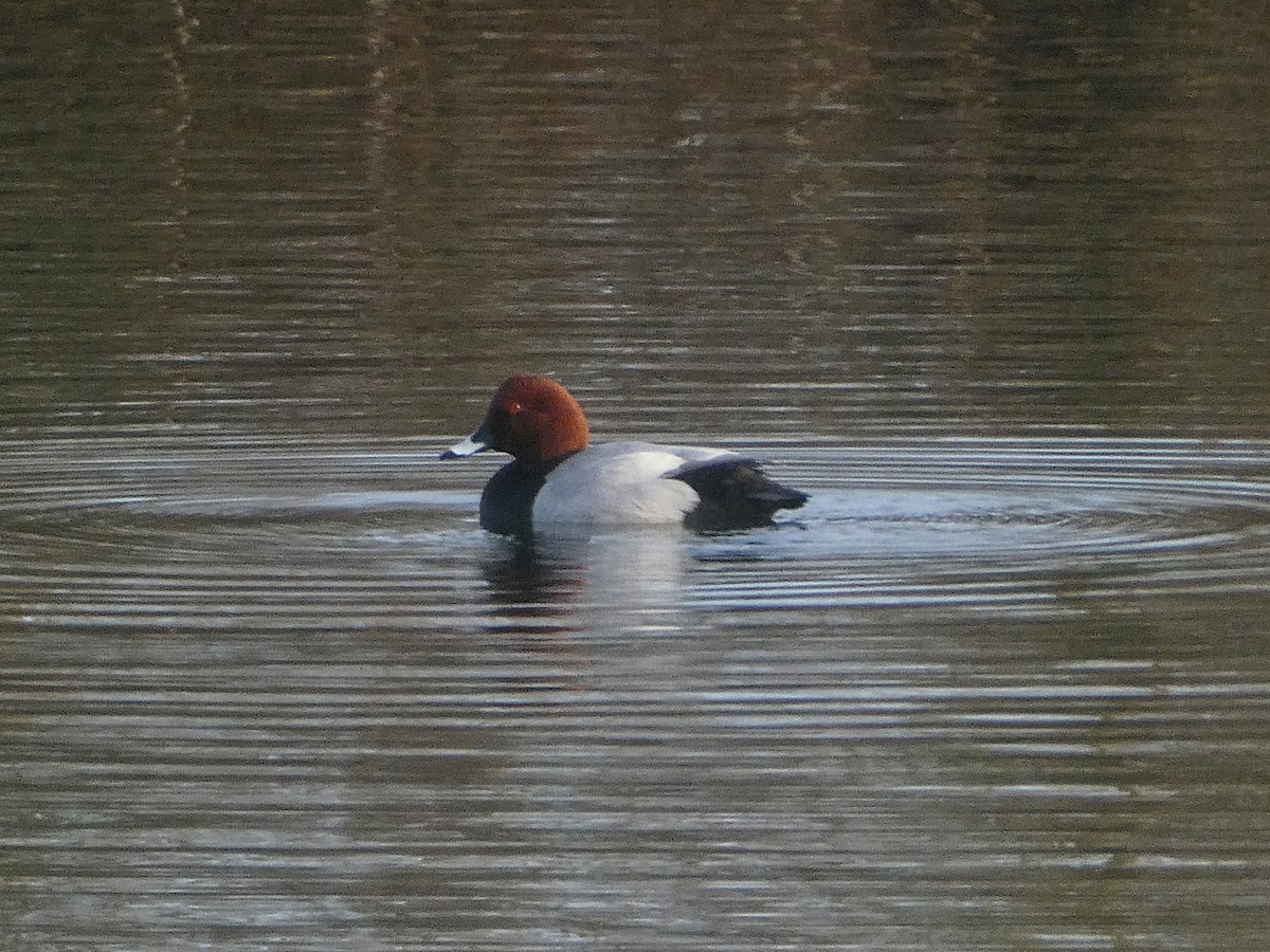 Common Pochard - ML647371188