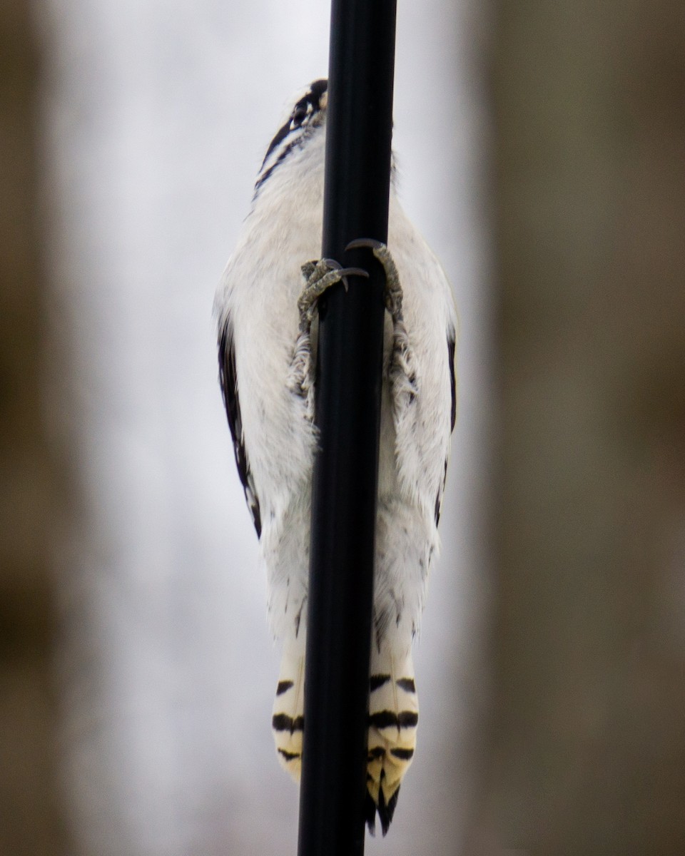 Downy Woodpecker - ML647371189