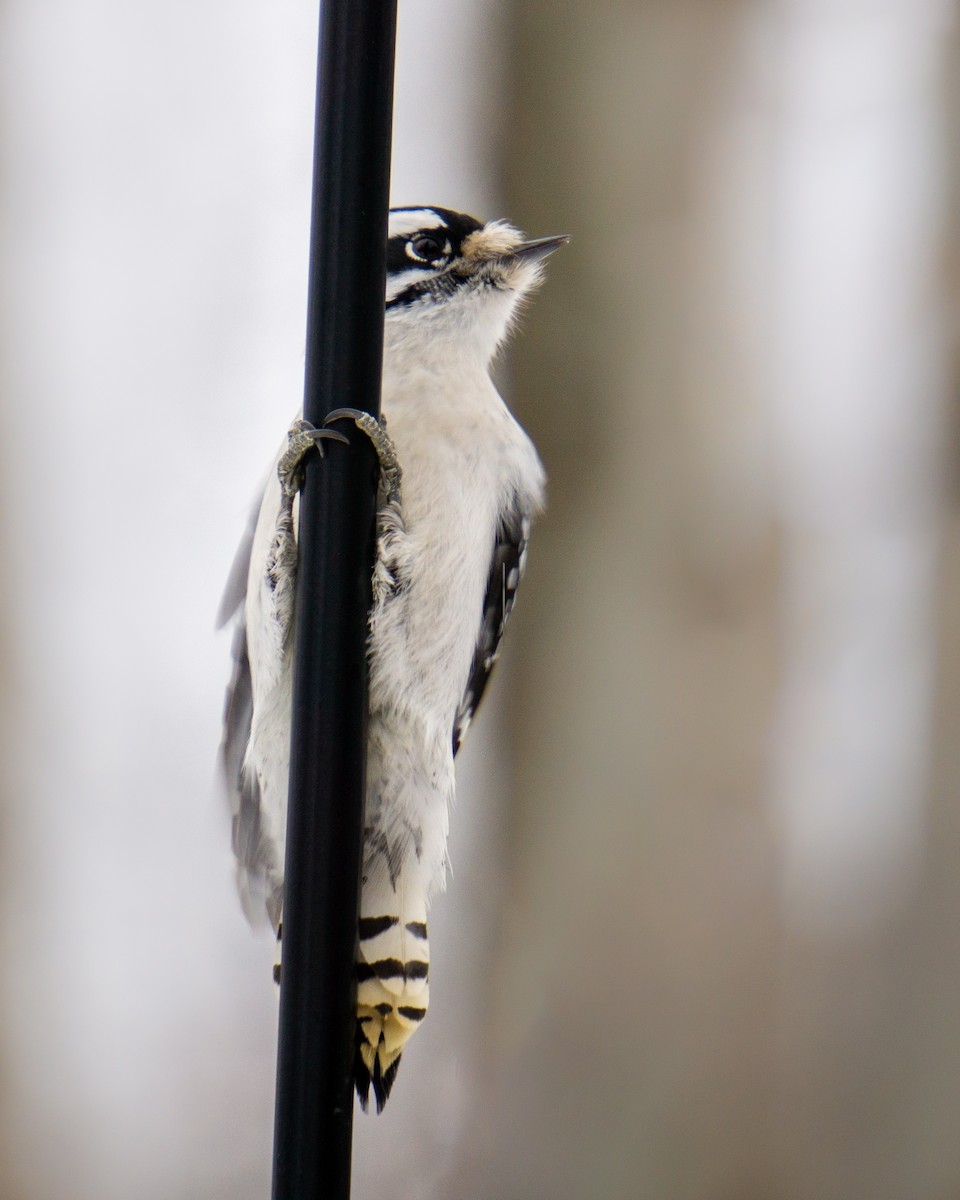 Downy Woodpecker - ML647371190