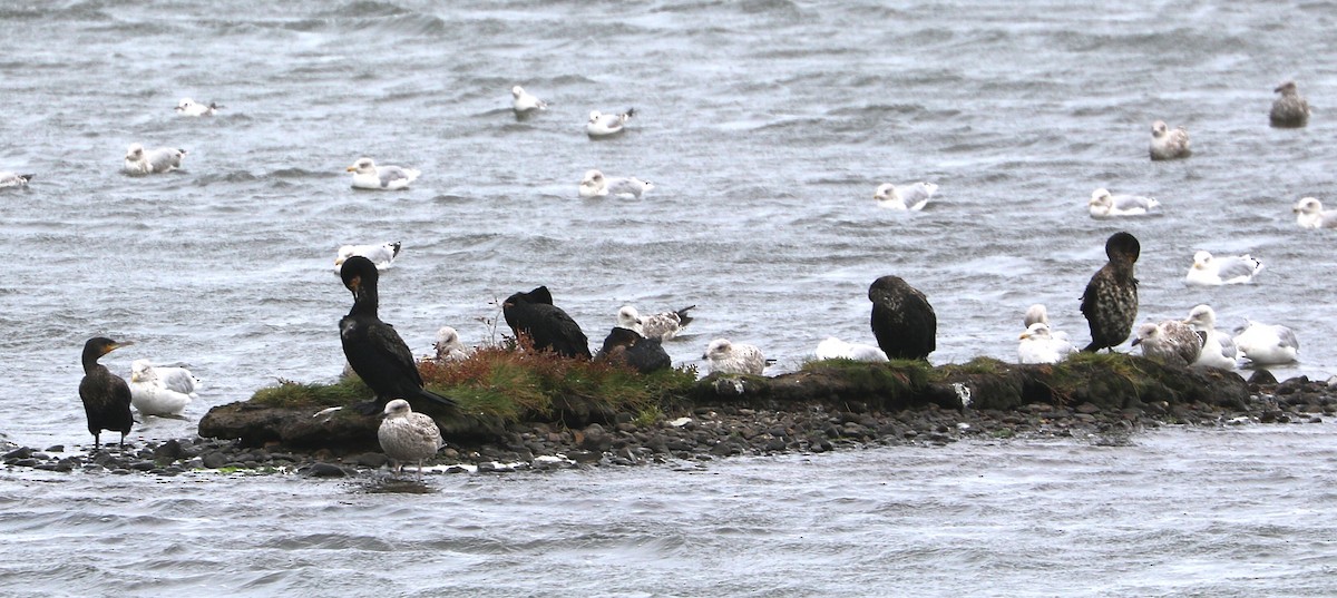 Great Cormorant - ML647371191