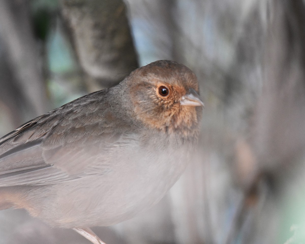 California Towhee - ML647371193