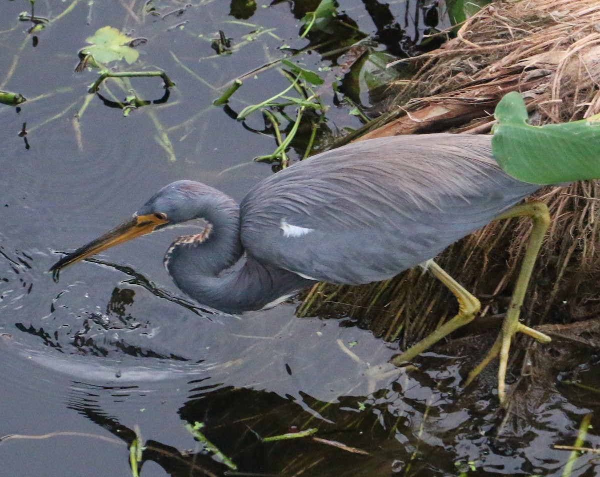 Tricolored Heron - ML647371198