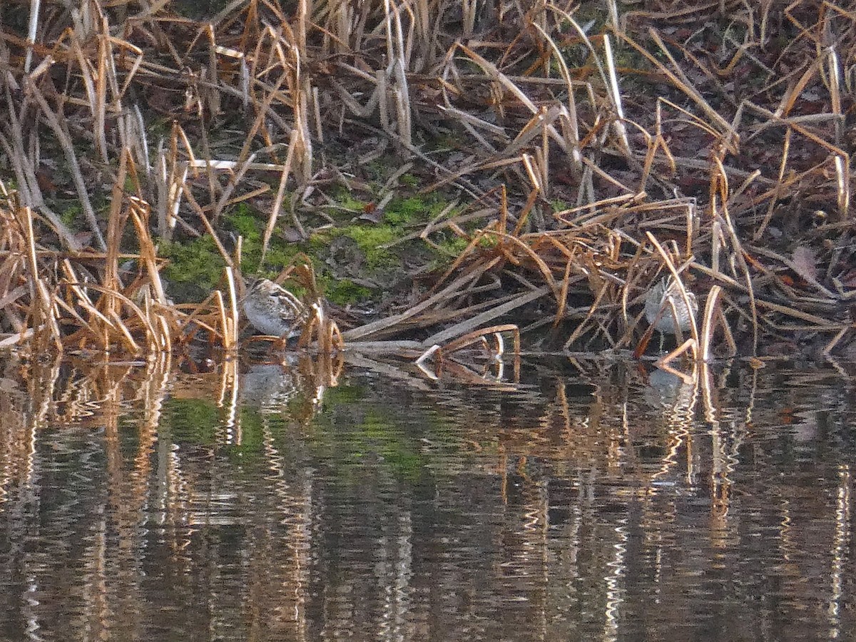 חרטומית ביצות - ML647371200