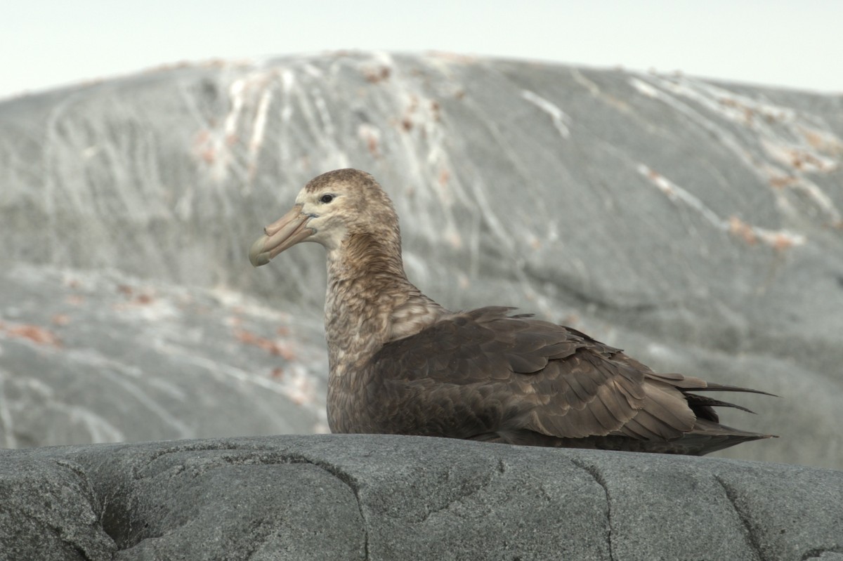 Southern Giant-Petrel - ML647371202