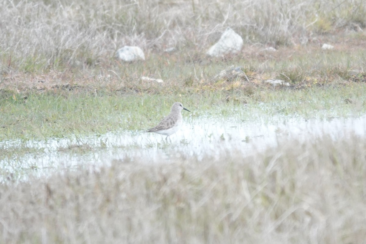 Бонапартов песочник - ML647371204