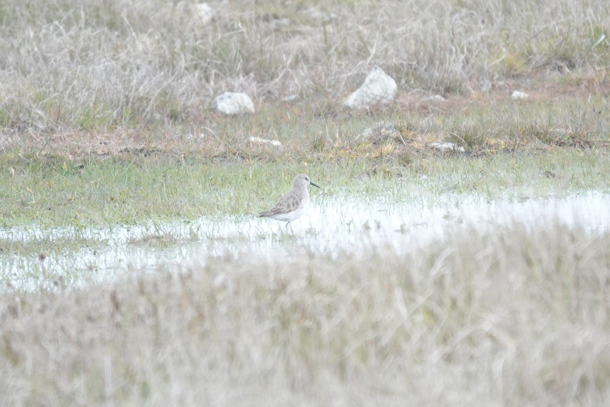 Бонапартов песочник - ML647371205