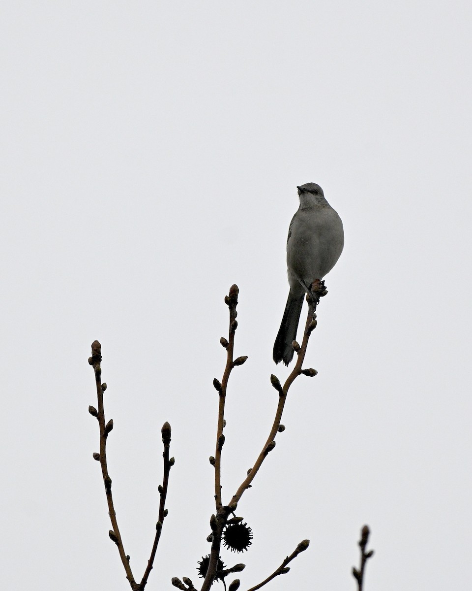 マネシツグミ - ML647371209