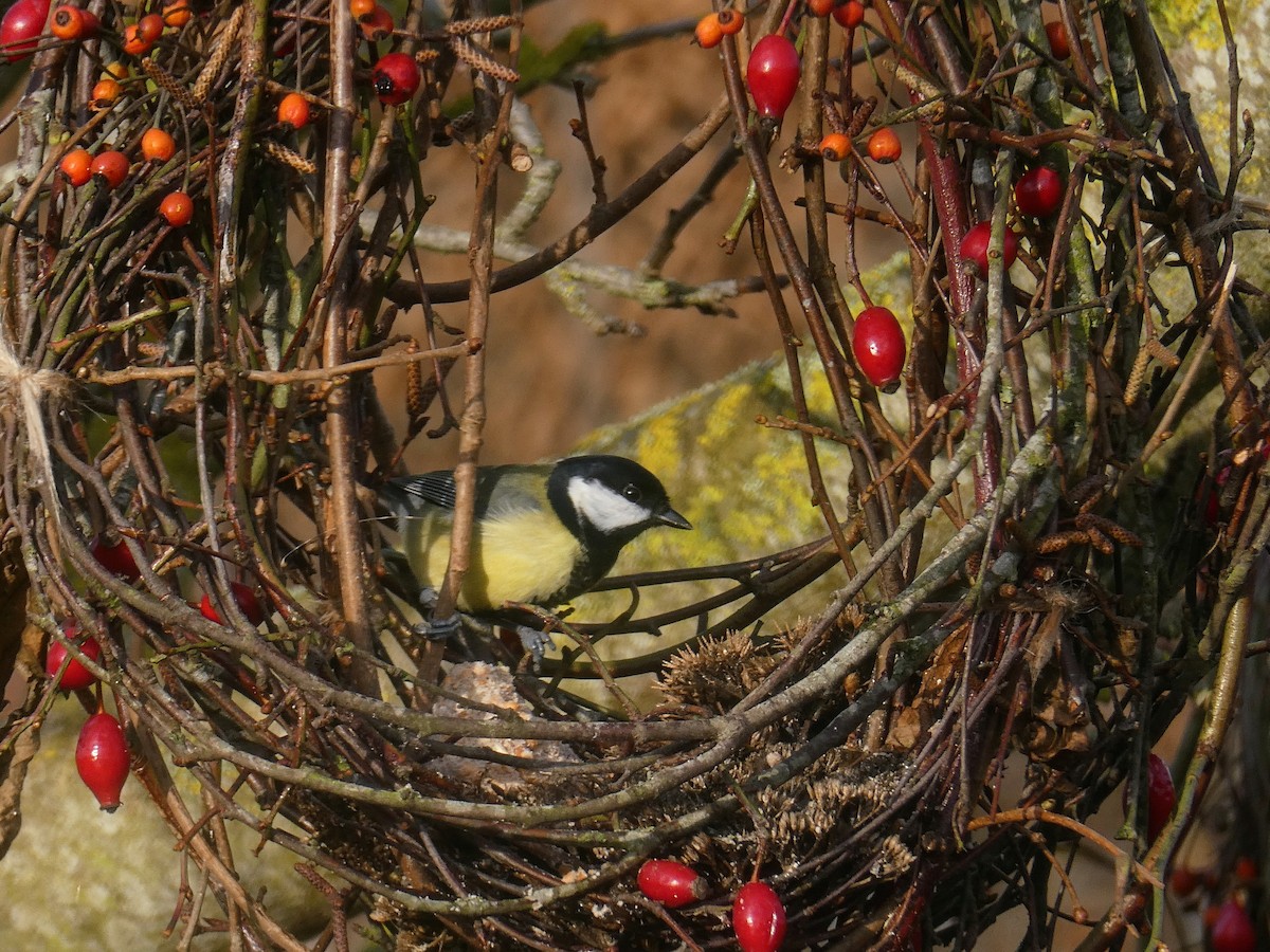 Great Tit - ML647371210