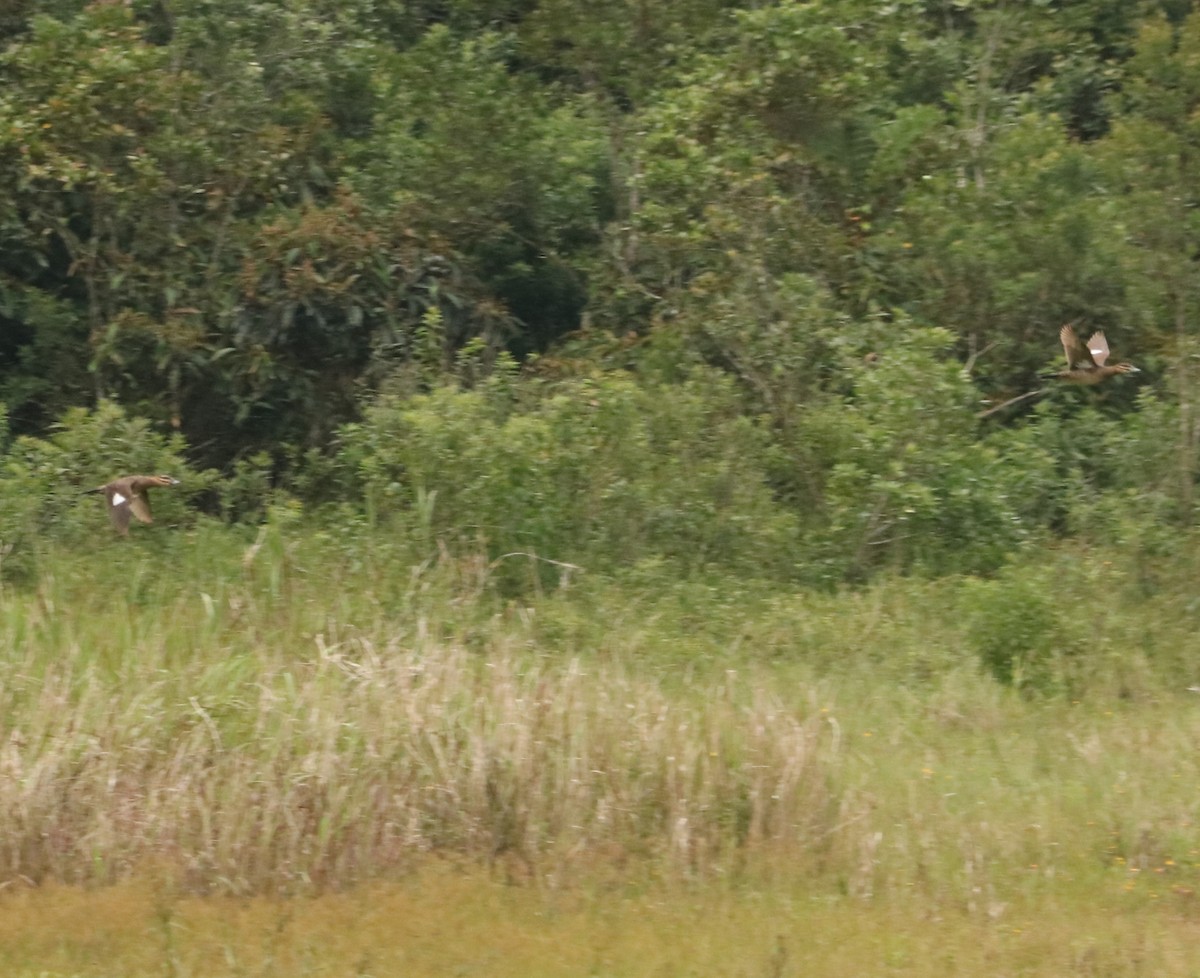 Masked Duck - ML647371213