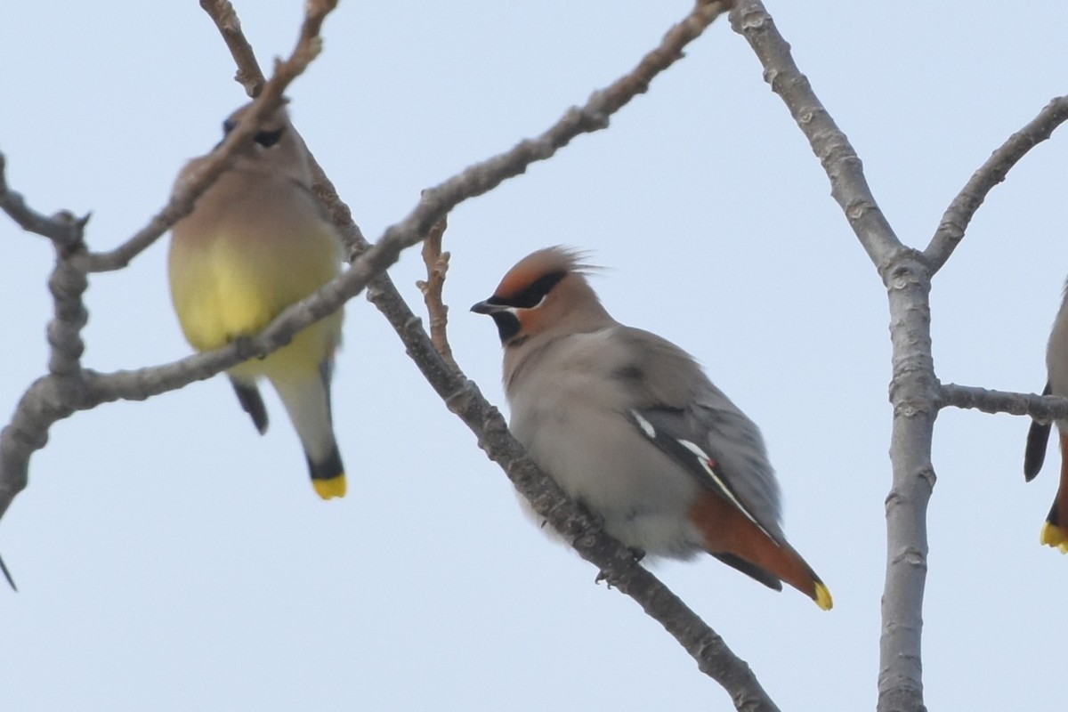 Ampelis Europeo - ML647371215