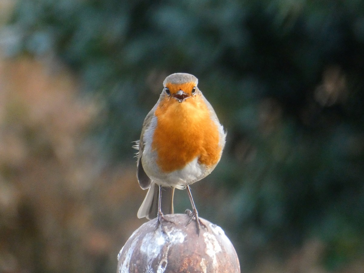 European Robin - ML647371217