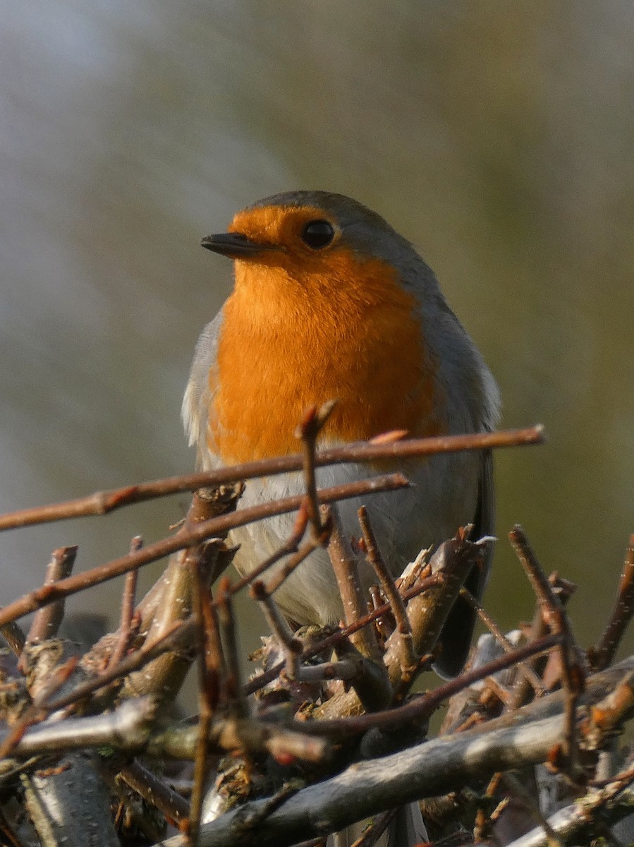 European Robin - ML647371218
