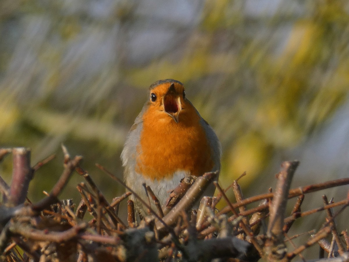 European Robin - ML647371219