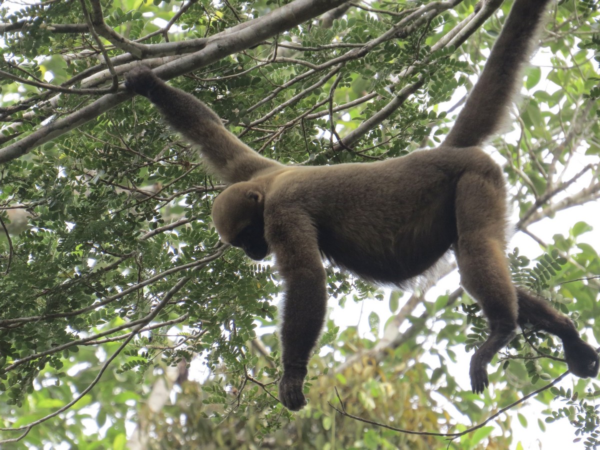 Common Woolly Monkey - ML647371229