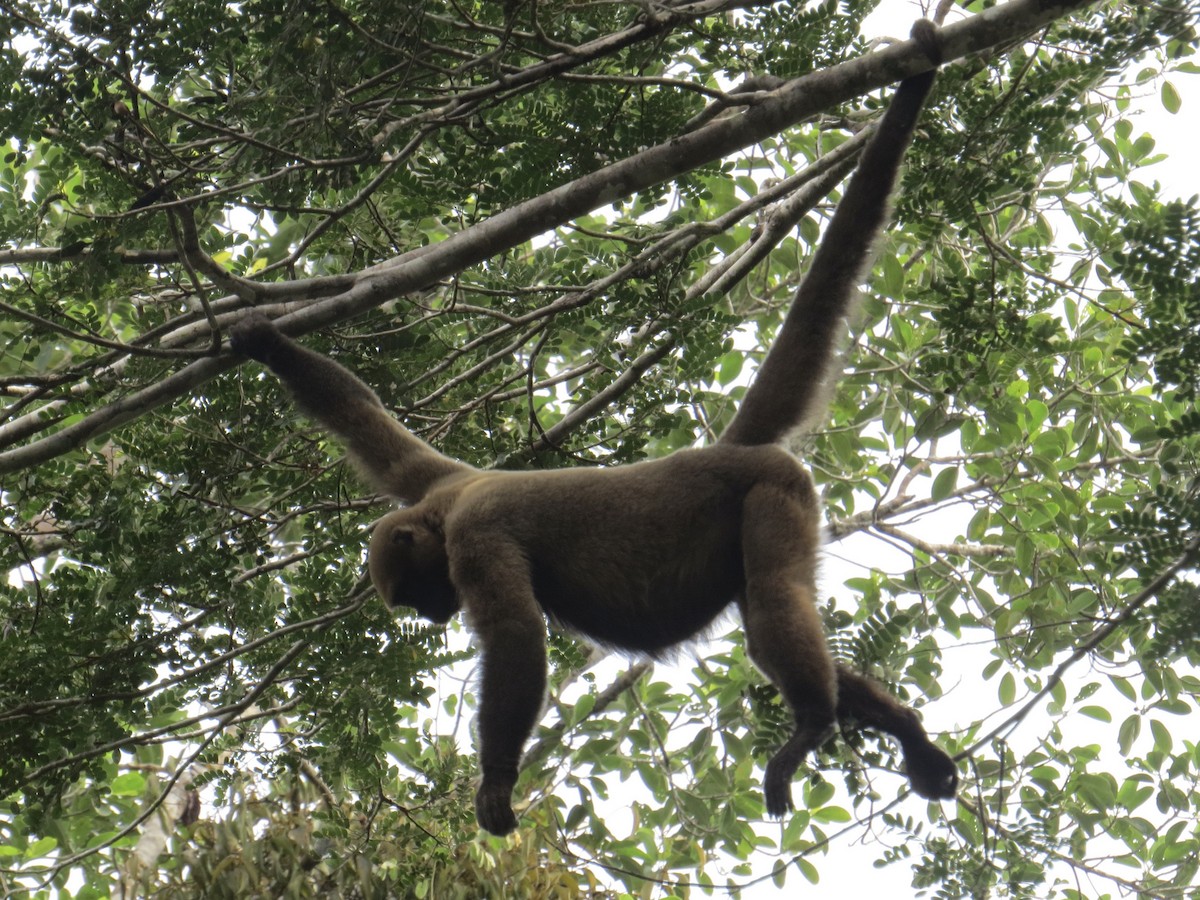 Common Woolly Monkey - ML647371234