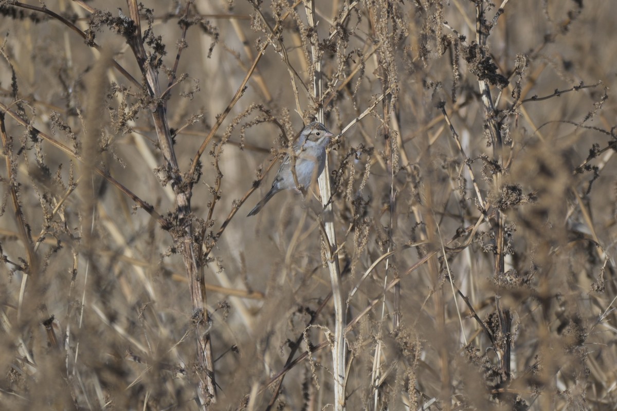Chingolo Pálido - ML647371236