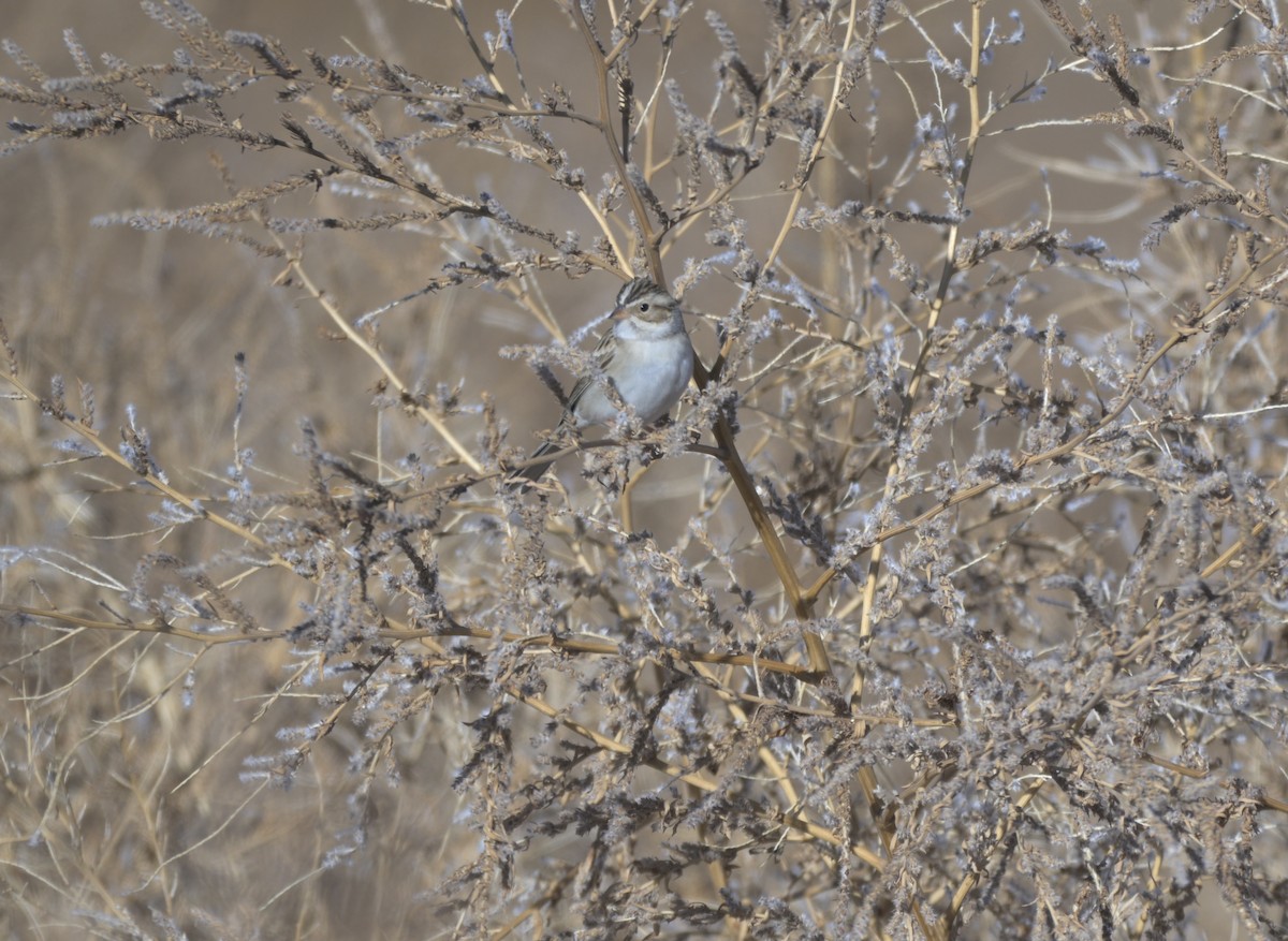 Chingolo Pálido - ML647371245