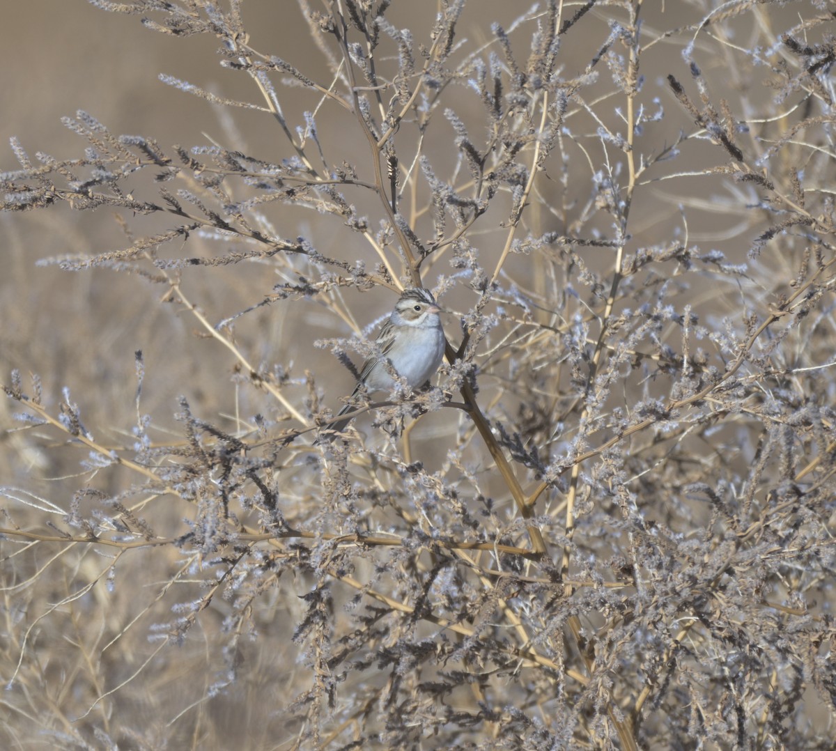 Chingolo Pálido - ML647371248