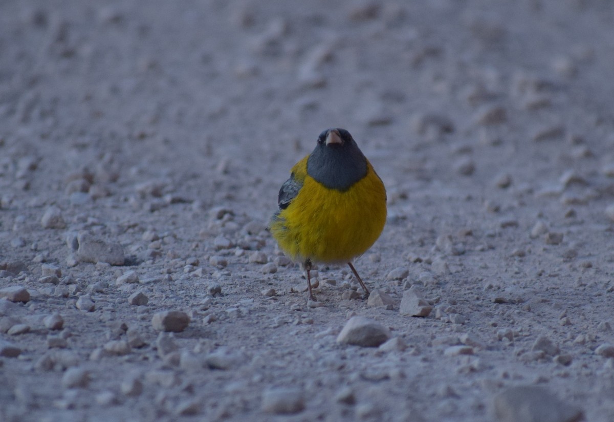 ハイズキンヤマシトド - ML647371253