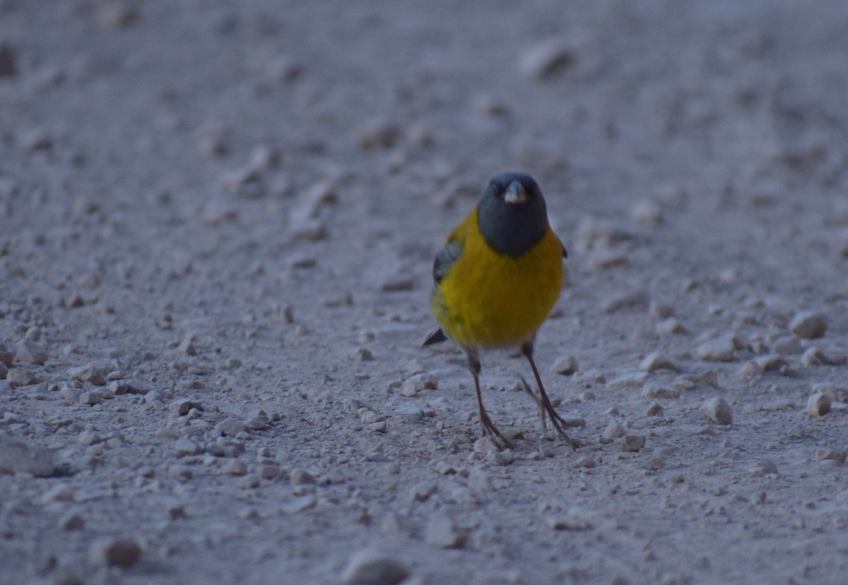 ハイズキンヤマシトド - ML647371254