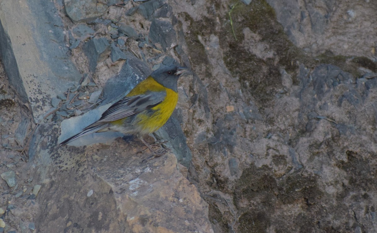 ハイズキンヤマシトド - ML647371255