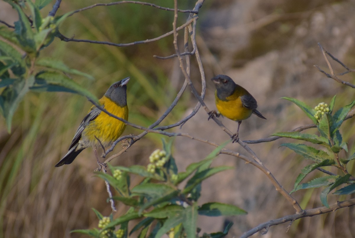 ハイズキンヤマシトド - ML647371256