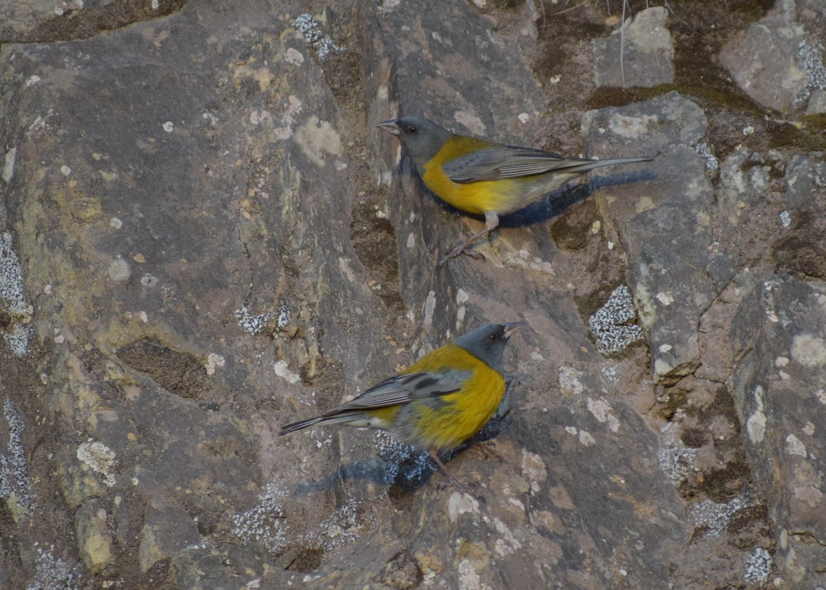 ハイズキンヤマシトド - ML647371257