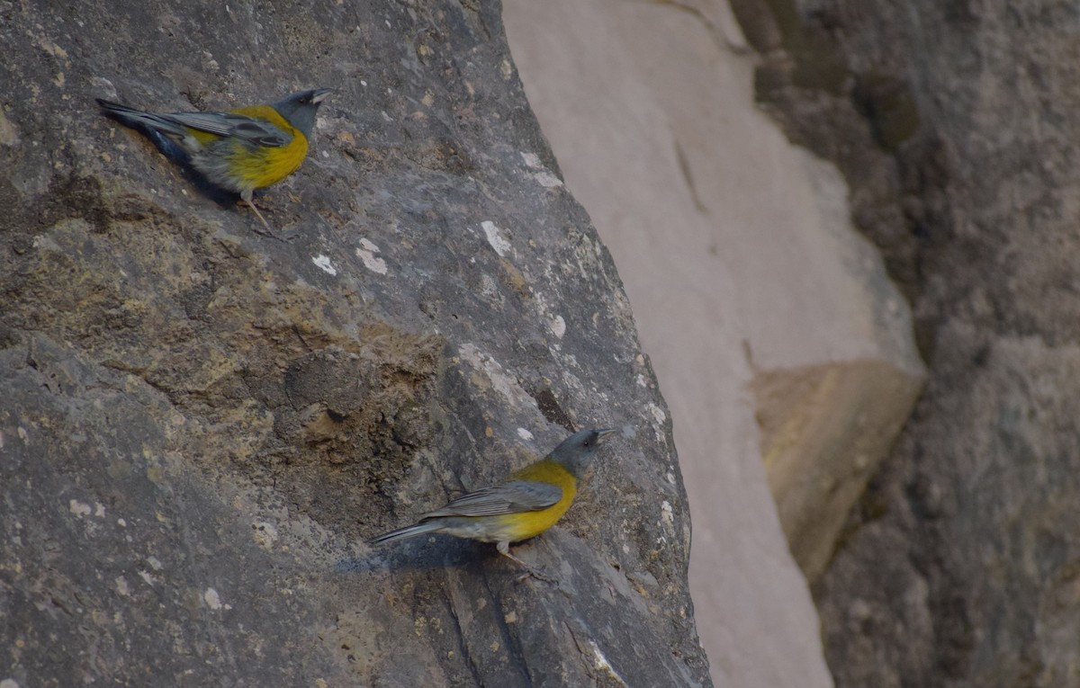 ハイズキンヤマシトド - ML647371258