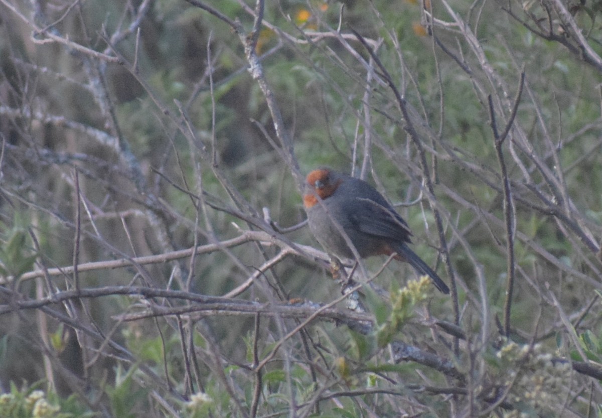 アカビタイマユシトド - ML647371261