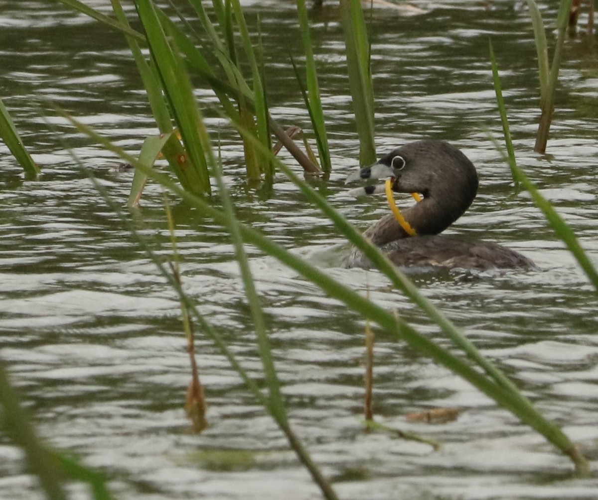 オビハシカイツブリ - ML647371263