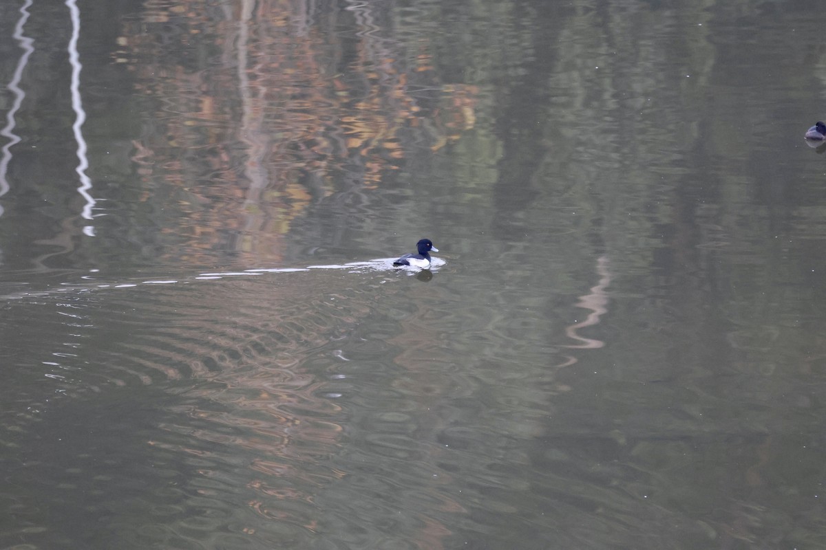 キンクロハジロ - ML647371264