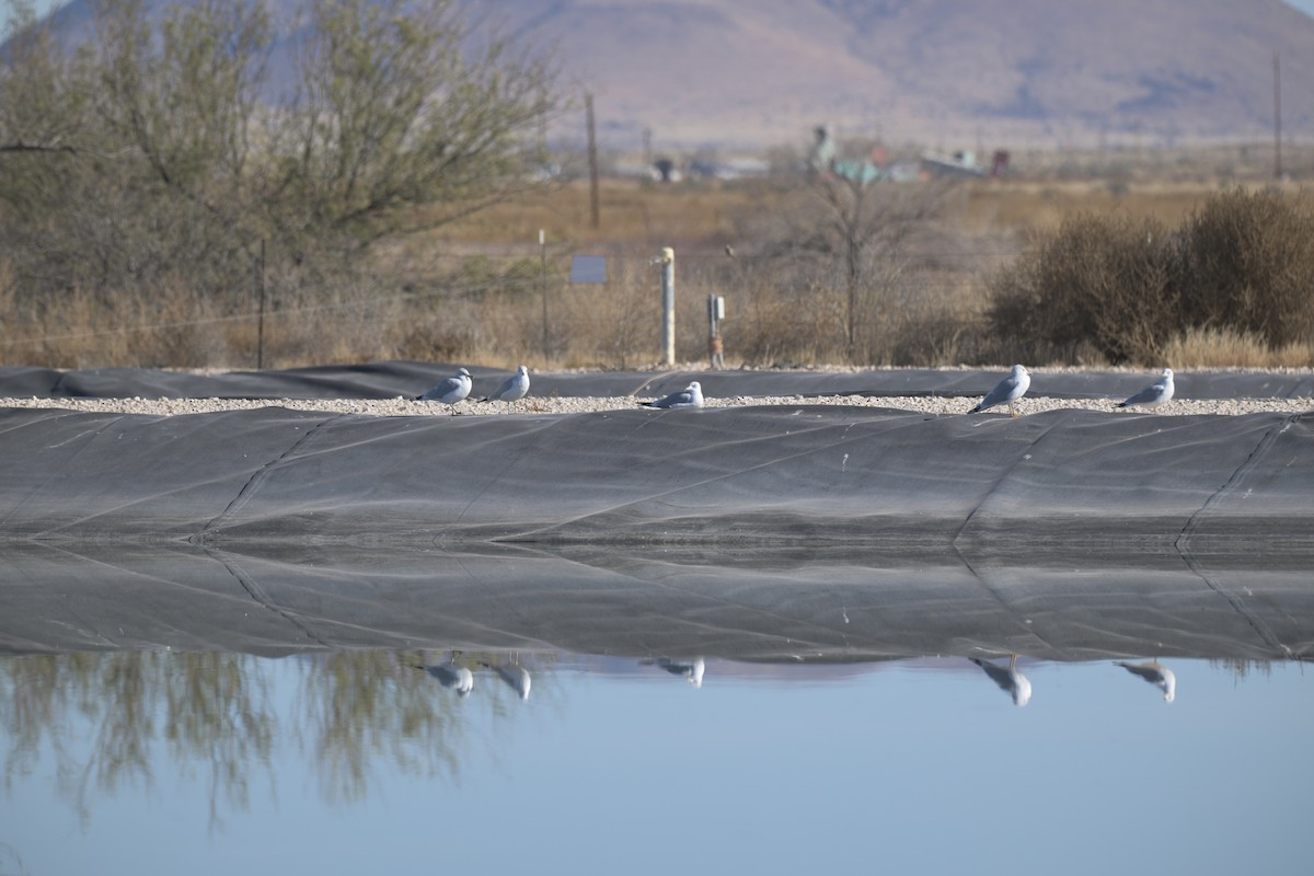 Gaviota de Delaware - ML647371265