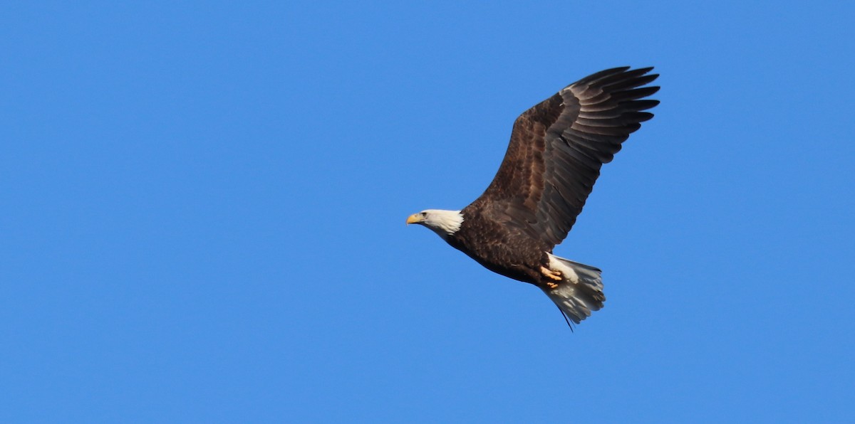 ハクトウワシ - ML647371266