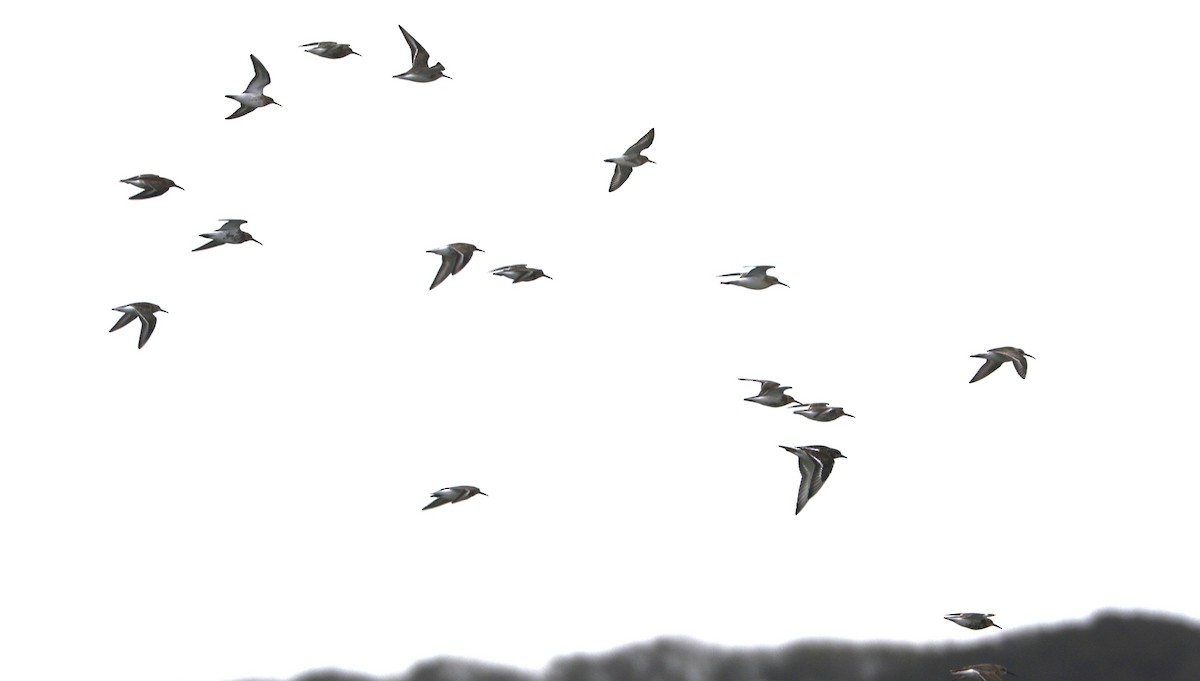 ハマシギ - ML647371267