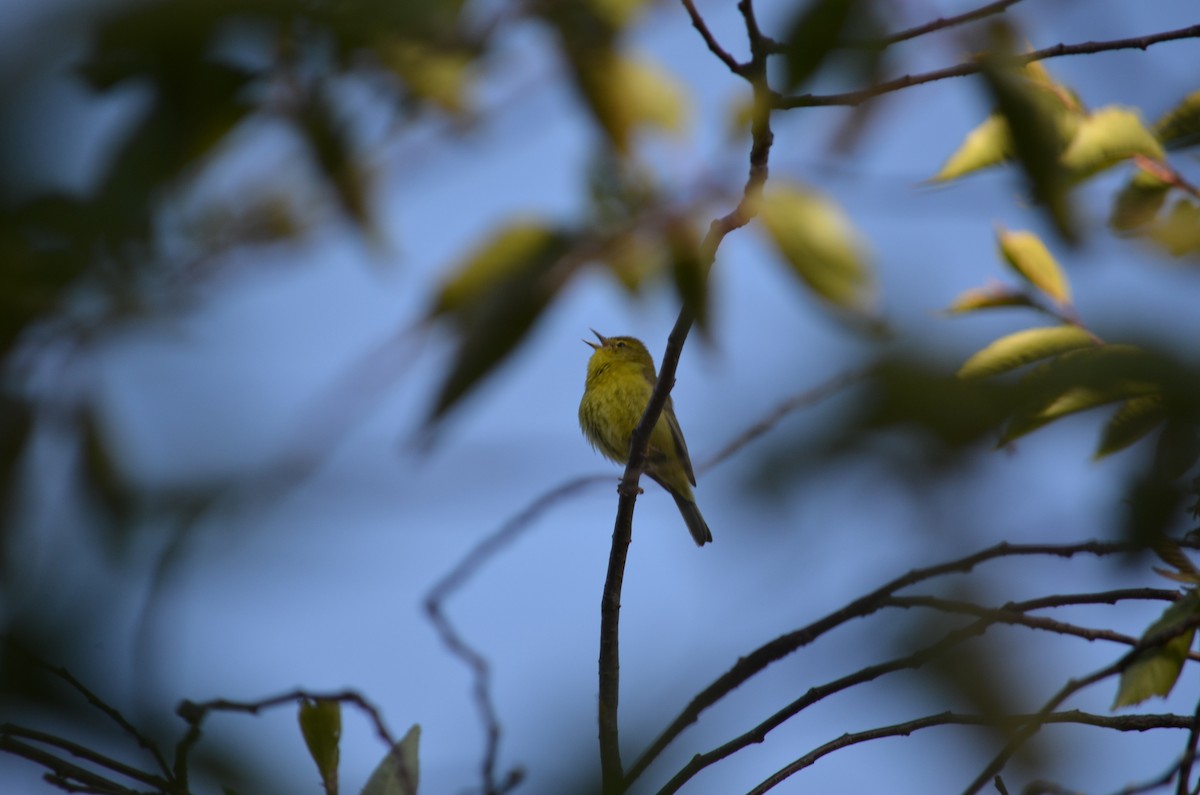 サメズアカアメリカムシクイ - ML647371268