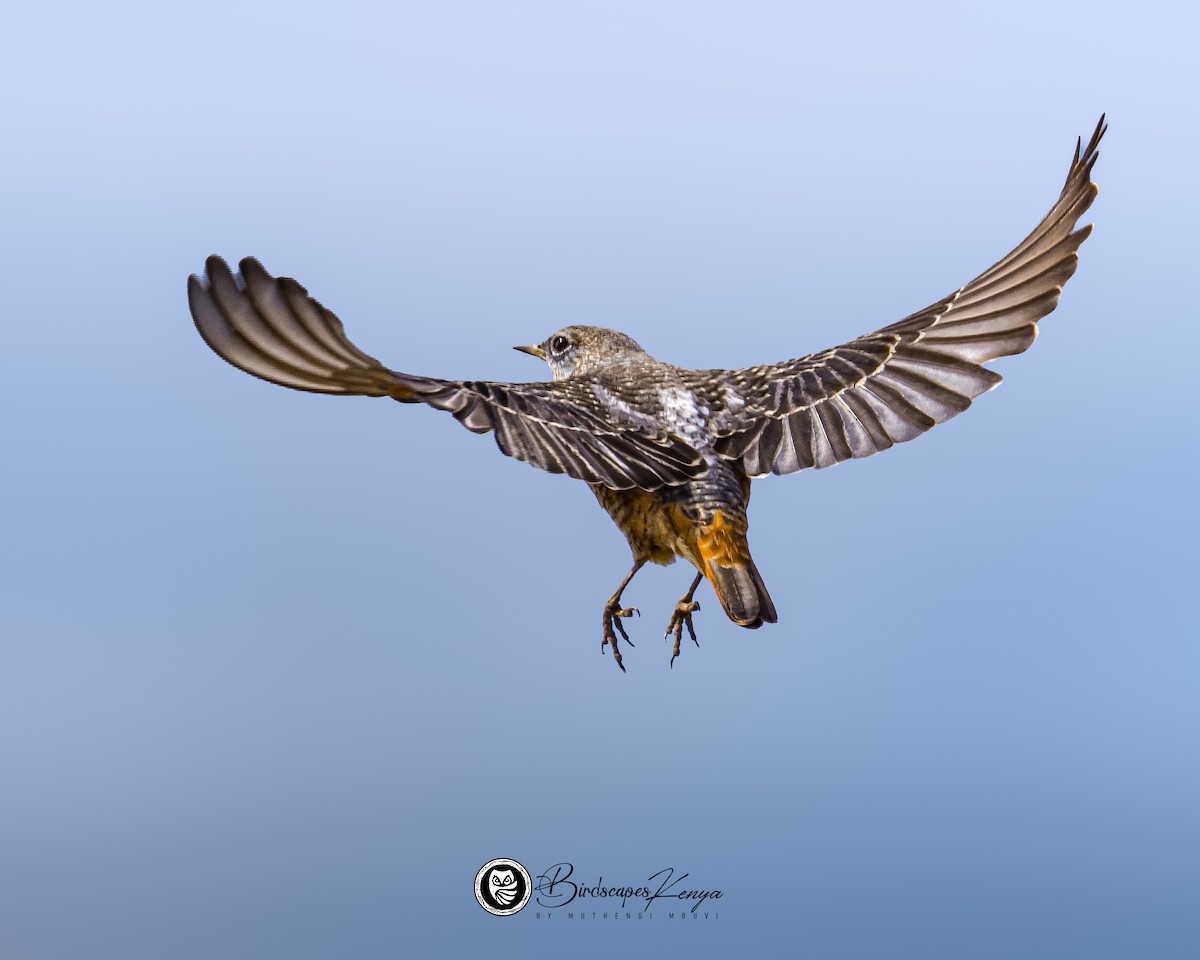 コシジロイソヒヨドリ - ML647371269