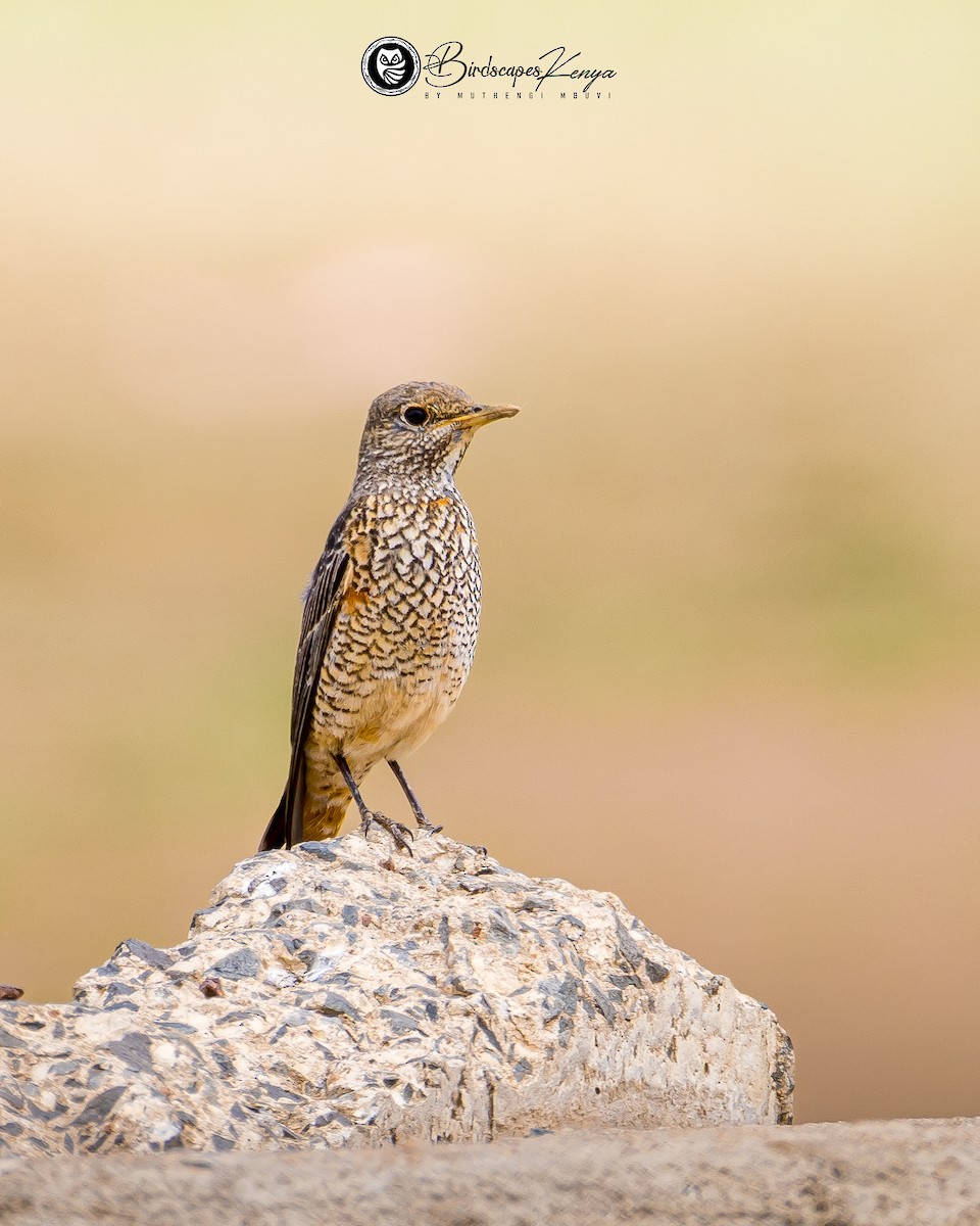 コシジロイソヒヨドリ - ML647371270