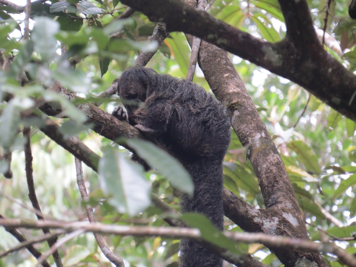 Napo Saki - ML647371271