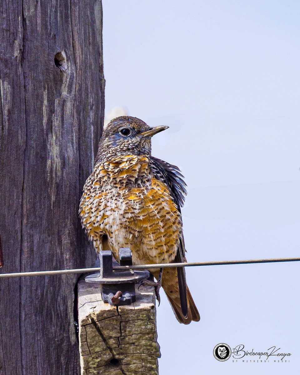 コシジロイソヒヨドリ - ML647371272