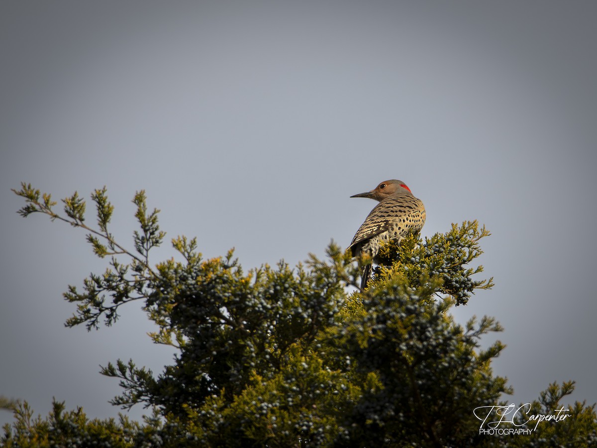 ハシボソキツツキ - ML647371273