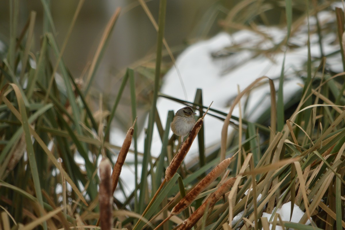 ヌマウタスズメ - ML647371274